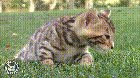 Cat cannon