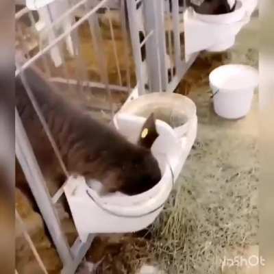 Little cow play with milk
