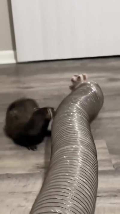 Ferret 404