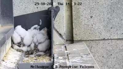 367 Collins St Falcon chicks have their first experience of having an aeroplane flying overhead in Melbourne!