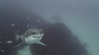 Battle-hardened Great White warrior spotted near Neptune Islands