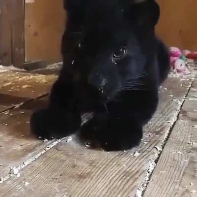 Little Fangs