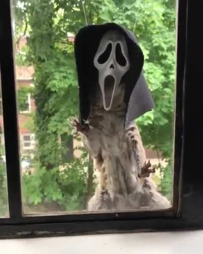 Still the best way to feed squirrels - especially on Halloween