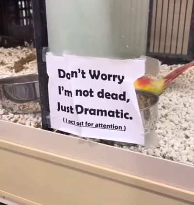 This bird trying to get attention