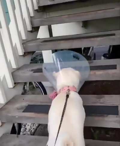 Dog gets stuck