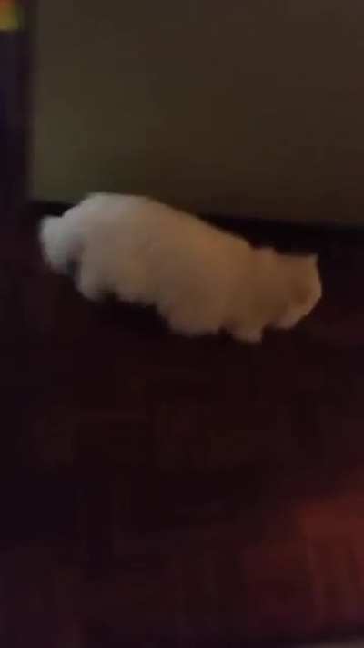 Owner trying to surprise deaf kitty