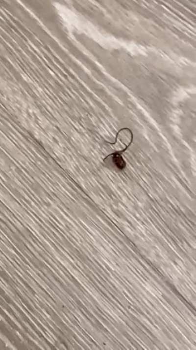 Killed a roach, long worm came out of carcass