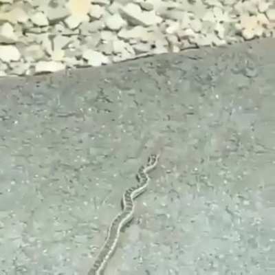 Snake vibing