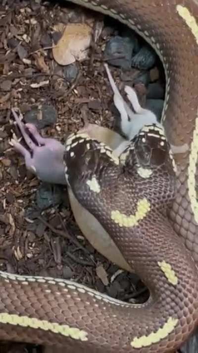 Обед двуго<wbr>ловой змеи.