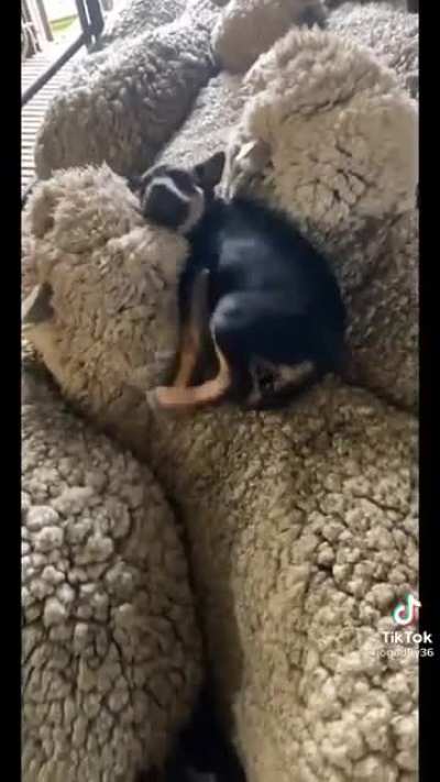 Farm dog learning the ways of life.