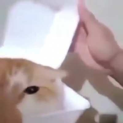 盖托中文
