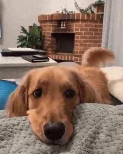 Lazy day wags