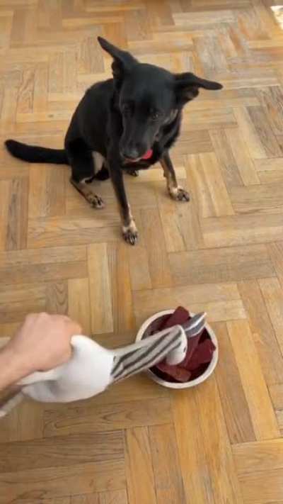 Dogs react so fast