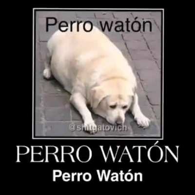 El perro de ibai