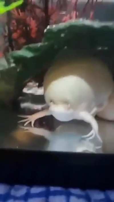 A frog that's infected with some kind of bacteria
