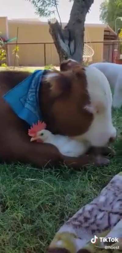 Two souls in another life