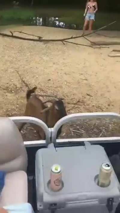Dude getting chased by an goat