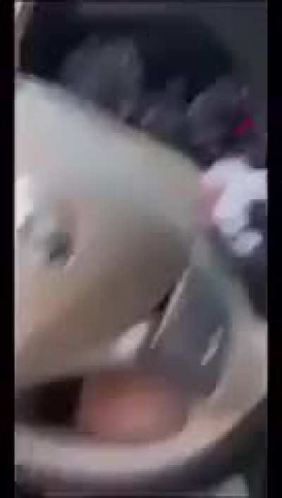 Snake surprise