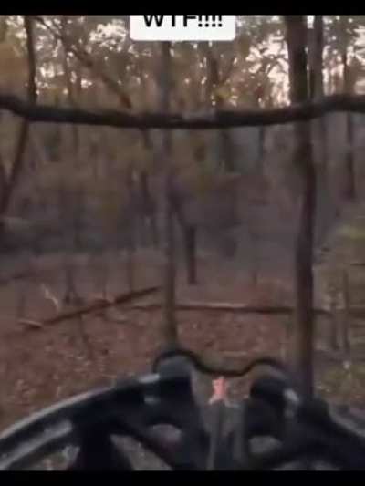 i asked and someone told me mountain lion can make this sound