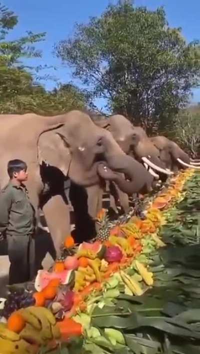 Lovely elephants- hope these magnificent Giants enjoyed their feast!