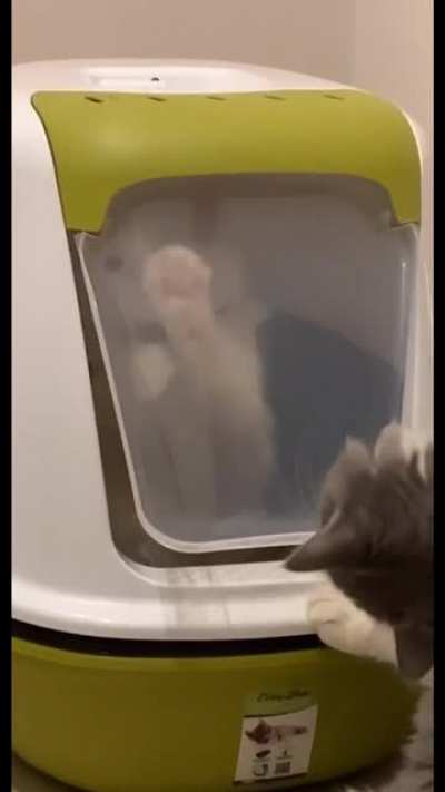 gato sendo burrinho :p !!!talvez tenha copyright no vídeo!!!
