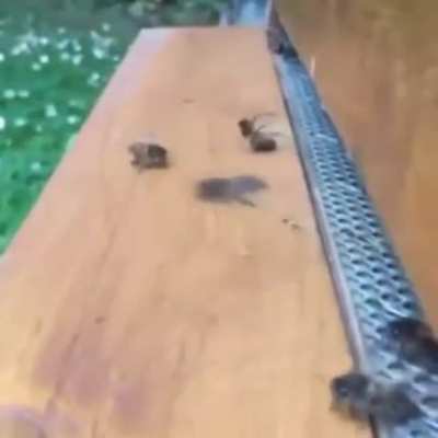 Abejas