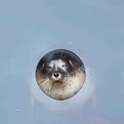 Seal Portal