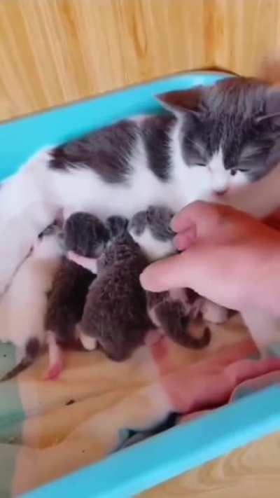 You Must Listen to that baby's squeak!