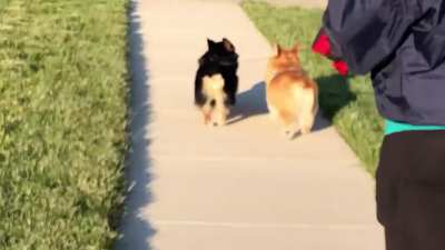 My boys on a walk