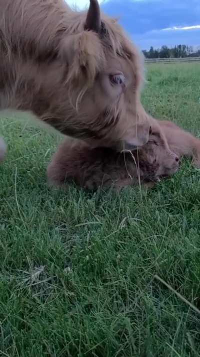 A mother's love