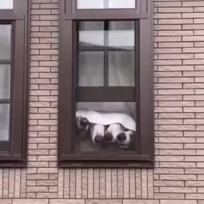 The Snoots