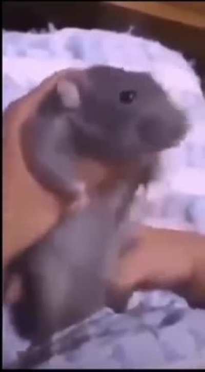 Hakos Baelz 3D practice 4K leaked (not clickbait)
