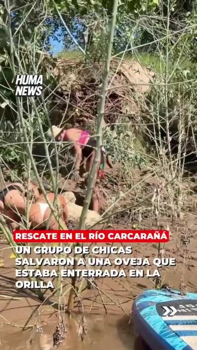 Un grupo de chicas recorría el río Carcarañá y rescataron una oveja empantanada