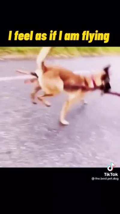 Tell me how do Dog fly without any feathers?