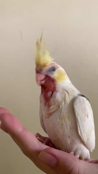 cockatiel
