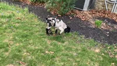 Smokey’s 6-day old boy a chip off the old block