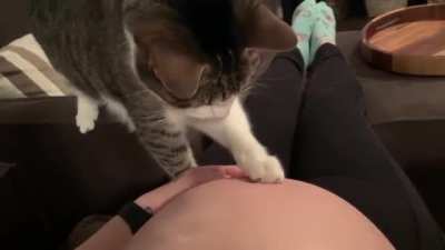 EVIL CAT tRIEs To AbOrt a fEETUS