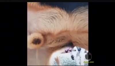 I think the dog doesn’t like TikTok