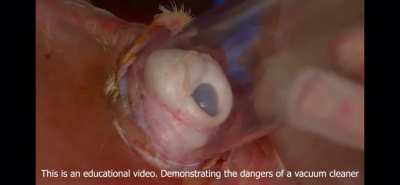 That is a pig eye. 100% credit goes to YouTuber “idid<wbr>athin<wbr>g”s video