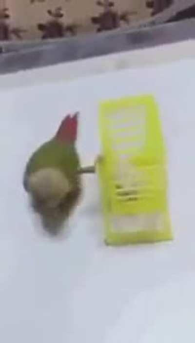based bird
