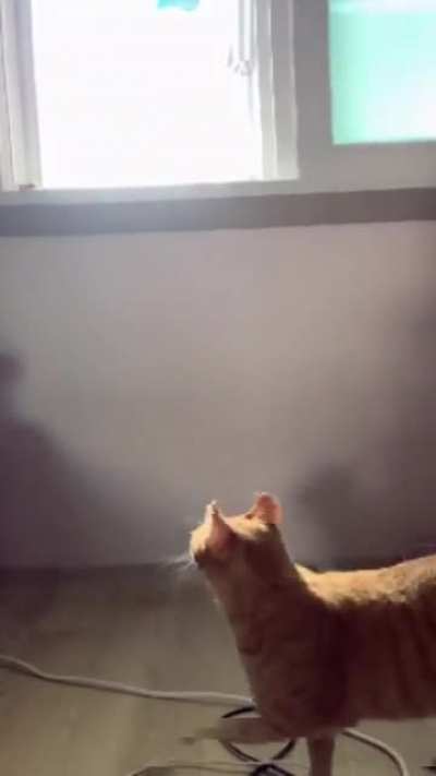 gato