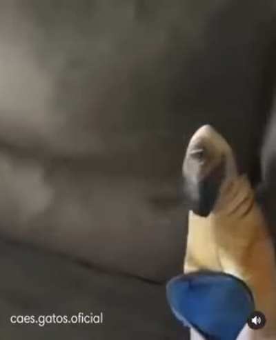 Don't you dare touch that dog!