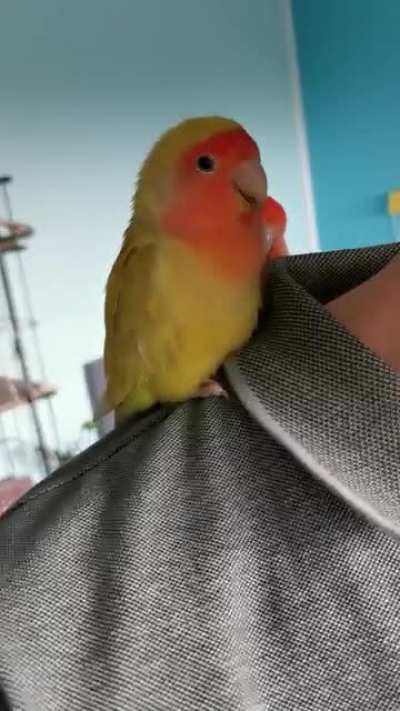 Satisfied mango