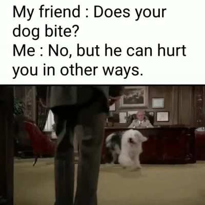Please do not the dog.