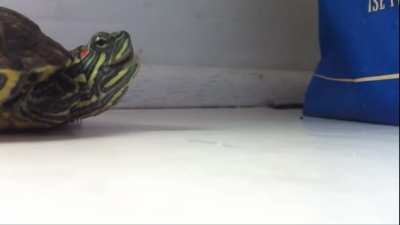 Sneezing turtle