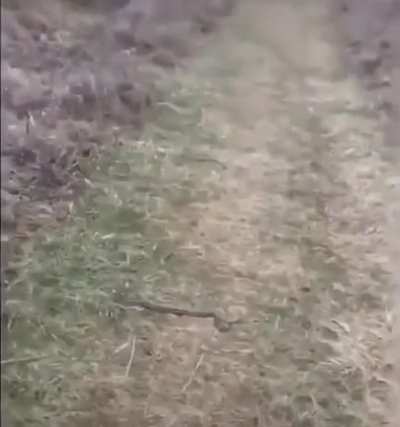 There's a snake on the path