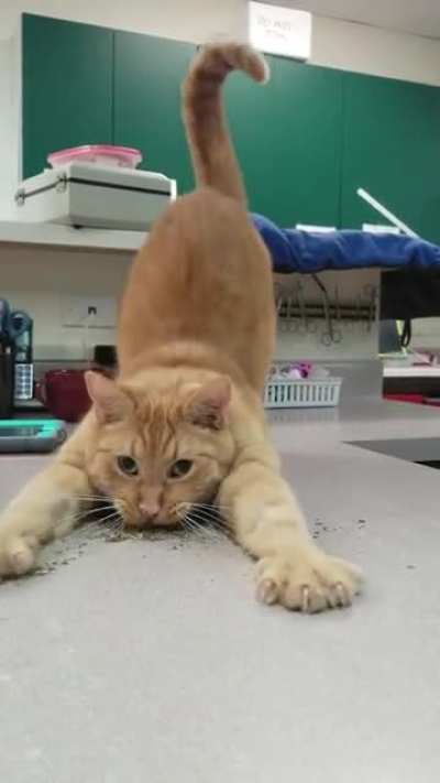 Catnip's one hell of a drug