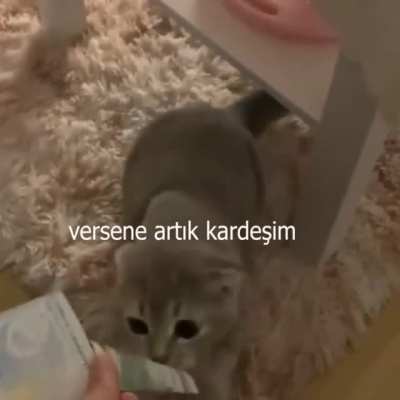 Ulan küçücük kedi bile olayın ne olduğunu anladı bizim gerizekalılar hala amerika bizi kıskanıyor dolar yakma dolar boykotu derdinde ülke daha sıkıntılı daha diktatörce olsa şu alttaki kediyi bile hapise tıkacaklarına dair yemin edebilirim ama kanıtlayama