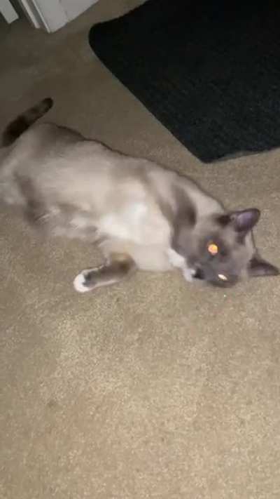 Momo wants attention