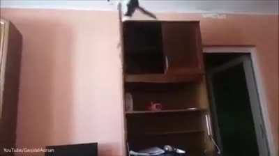 this is a wild cat